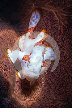 The warty frogfish or clown frogfish is a marine fish belonging to the family Antennariidae.