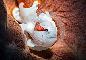 The warty frogfish or clown frogfish is a marine fish belonging to the family Antennariidae. photo