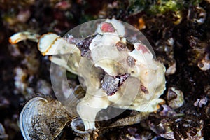 Warty Frogfish on Coral Reef in Indonesia