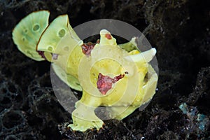 Warty Frogfish on Dark Seafloor in Indonesia