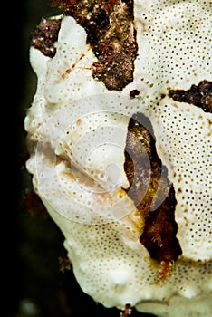 warty frogfish head closeup