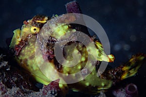 Warty Frogfish in Lembeh Strait, Indonesia