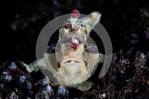 Warty Frogfish on Seafloor in Indonesia