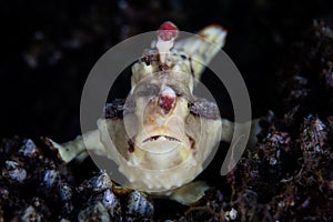 Warty Frogfish on Seafloor in Indonesia photo