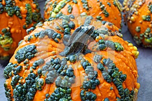 Warty Goblin - a hard shell pumpkin, with warts remaining green for several weeks after harvest.