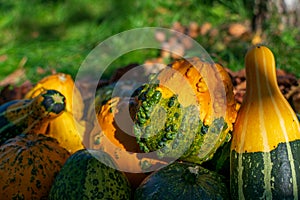 Warty Goblin - Hybrid Pumpkin among fall`s colored leaves enlightened by sunset