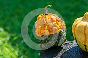 Warty Goblin - Hybrid Pumpkin on a wooden table in nature