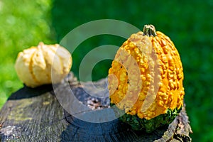 Warty Goblin - Hybrid Pumpkin on a wooden table in nature