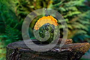 Warty Goblin - Hybrid Pumpkin on a wooden table in nature