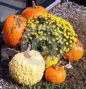 Warty Goblin pumpkin seed produces heavily warted pumpkins photo