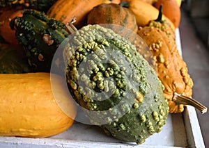 Warty Gourd