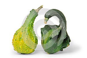 Warty gourds