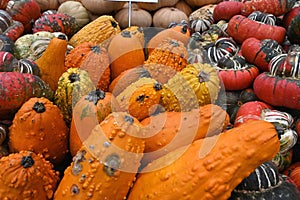 Warty Orange Gourds