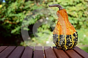 Warty orange and green ornamental gourd on wooden table