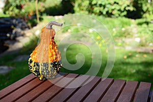 Warty orange and green ornamental gourd on wooden table