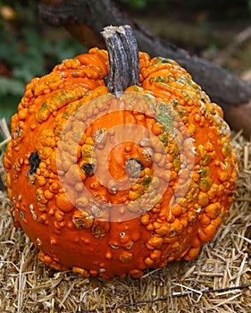 Warty orange pumpkin on haystack