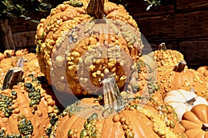 Warty orange pumpkins