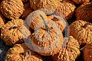 Warty orange pumpkins in a pumpkin patch