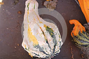 Warty Ornamental gourd, Autumn Wings, Cucurbita pepo