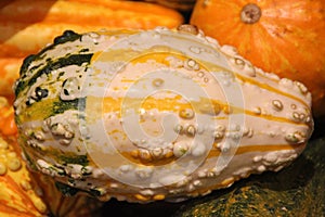 Warty ornamental gourd, Cucurbita pepo