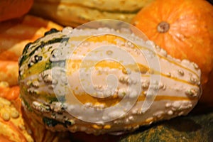 Warty ornamental gourd, Cucurbita pepo