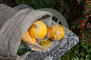 Warty ornamental gourd with jute sack of colourful squashes