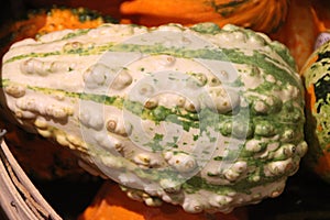 Warty ornamental gourd yellow and green, Cucurbita pepo