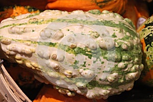 Warty ornamental gourd yellow and green, Cucurbita pepo