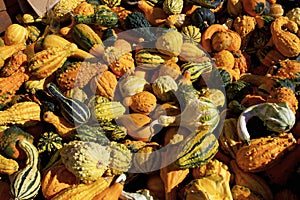 Warty Ornamental Gourds  846669