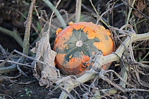 Warty Pumpkin