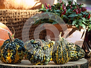 Warty pumpkin decorative