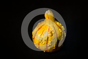 Warty Pumpkin - Isolated on Black