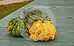 Warty Pumpkins and Gourds