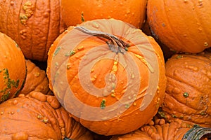 Warty pumpkins piled up for Halloween