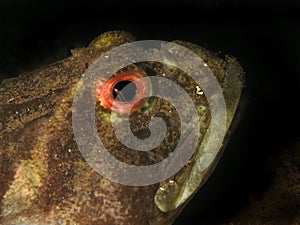 Warty sculpin from the arctic