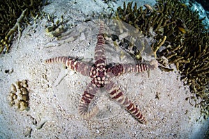 Warty Starfish