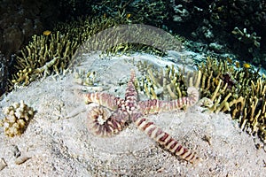 Warty Starfish on Sandy Seafloor