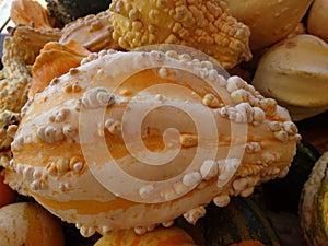 Warty stripe pear gourd, Cucurbita pepo