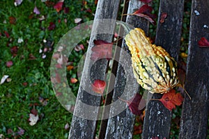 Warty-textured yellow and green ornamental gourd among red leave