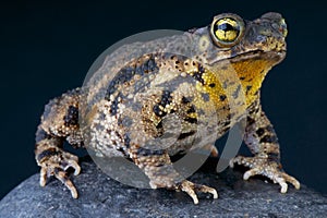 Warty Toad / Bufo granulosa