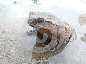 Warty toad in pond