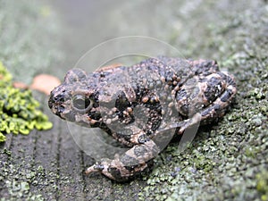 Warty toad sitting on the moss