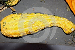 Warty Yellow long neck gourd, Cucurbita pepo