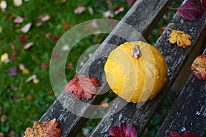 Warty yellow ornamental gourd on rustic wooden bench