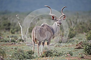 Wary Antelope