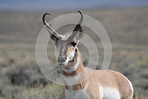 Wary Antelope Pronghorn Wyoming Sagebrush