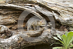 Wary Baby Grey Fox