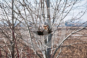 Wary Blue Jay inspects a decorative bird on the feeder