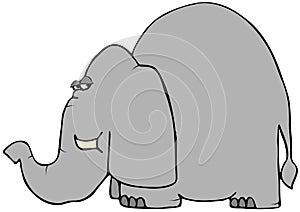 Wary Elephant