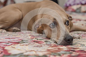 A wary female dog stares at an unwelcome person while lying on the bed